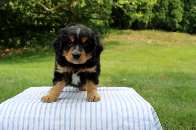 puppy, for, sale, Mini Bernedoodle F1, Matthew B. Stoltzfus, dog, breeder, Gap, PA, dog-breeder, puppy-for-sale, forsale, nearby, find, puppyfind, locator, puppylocator, aca
